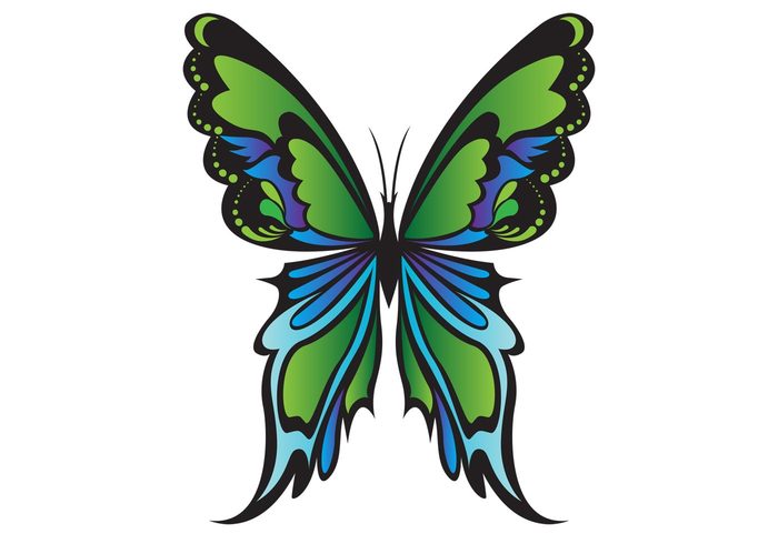novi candrasari insect green butterfly green butterfly butterflies 