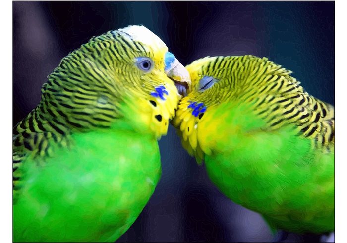 vector sweet Smooching Parakeet love birds love greeting card Green parakeet birds 