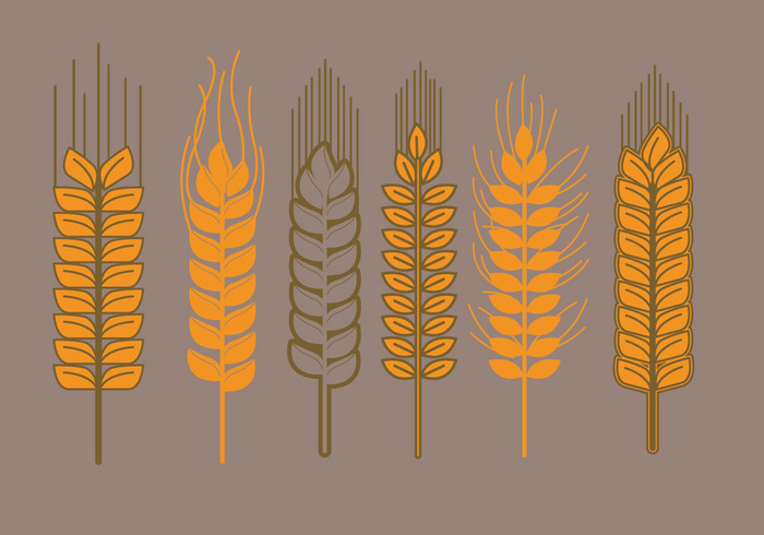 yellow wheat stalk wheat summer stalk seed plant nature grain golden flora farming cultural corn Cereals cereal background agriculture 