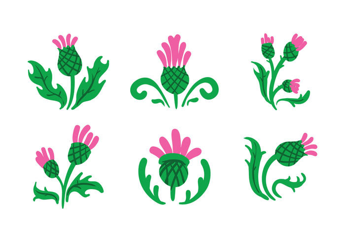 thistle symbol scotland scot nature illustration flower floral emblem British 
