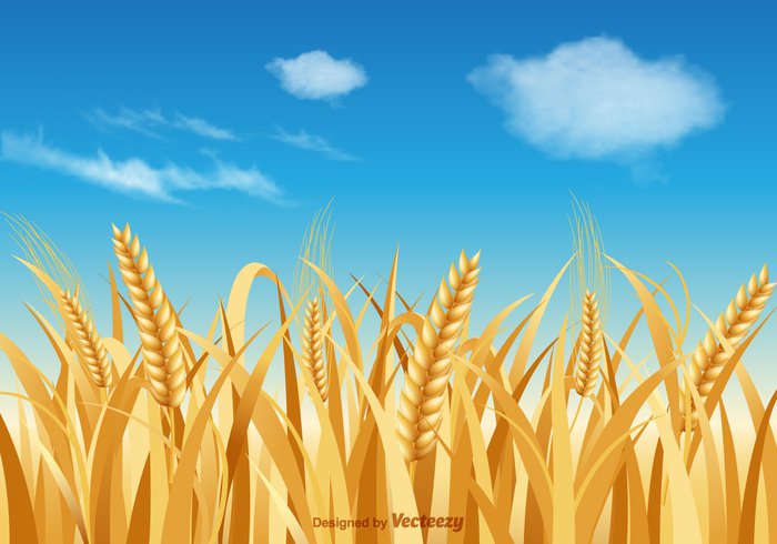 Yield wheat stalk wheat weed village vector surroundings stem stalk sky seed rural plantation plant nature Mature leaf landscape kitchen Herb harvest grass grain food flour field farm Fall environment ears crop country corn cloud bread blue banner background autumn agriculture 