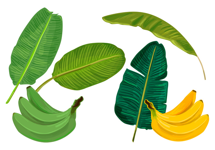 wallpaper vintage vacation tropical tree summer stripes simple silhouette set retro plant pattern palm organic nature natural line leafs leaf jungle isolated illustration herbal Hawaiian green graphic fresh foliage floral element drawing decoration color collection cartoon branch botany banana leaves banana leaf banana background 