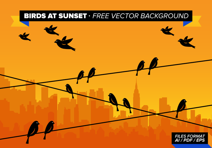 sunset sunny afternoon sunny sun standing birds flying birds flying bird silhouette Flying bird cable birds on a wire birds background afternoon 