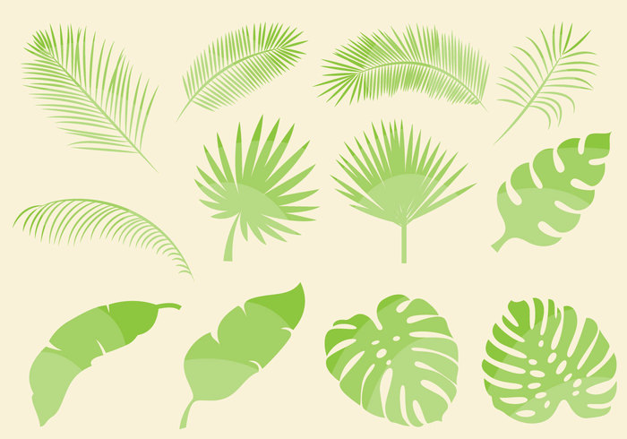 tropical leaves tropical climate tree summer plant palm tree Palm leaves palm leaf isolated palm nature monstera ceriman leaf green forest fern botany  