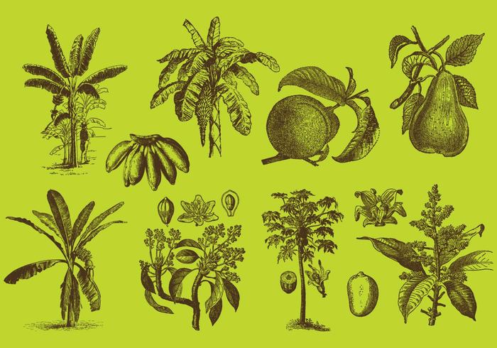 wallpaper vegetarian tree seed plant pear paint nature natural leaf isolated Healthy health garden fruit food flower farm eat drawing draw Diet concept closeup cartoon branch blossom banana tree banana leaf banana apple agriculture 
