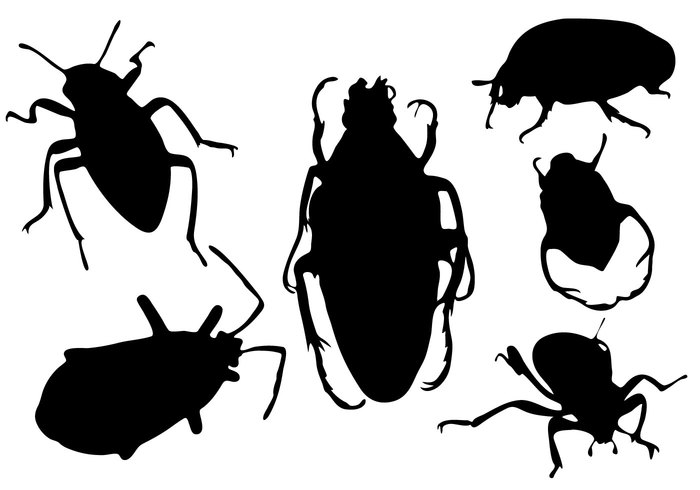 wing vector symbol silhouette Pest nature mosquito isolated insect fly Cockroach bug black Beetles beetle background antenna  