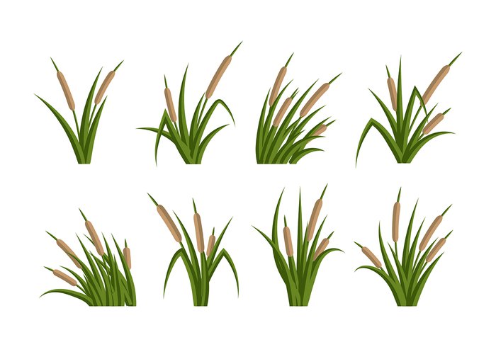 wild white water templates sedge rushes riverside river pond plant nature leaf isolated flat drawing design cattails black bank background 