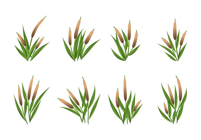 wild white water templates silhouettes sedge rushes riverside river pond plant nature leaf isolated drawing design cattails black bank background 