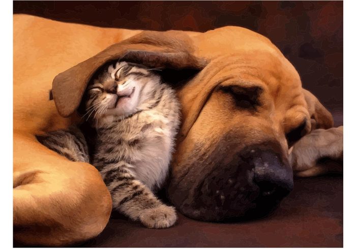 wallpapers vector sweet Sleep pets Napping image Dogs and cats dogs cute cats Best friends animals 