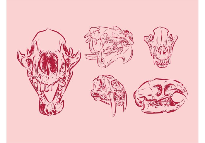 teeth skulls Skull vectors sketches Skeletons scary Predators hand drawn Fangs death dead bones bird beak animals animal 