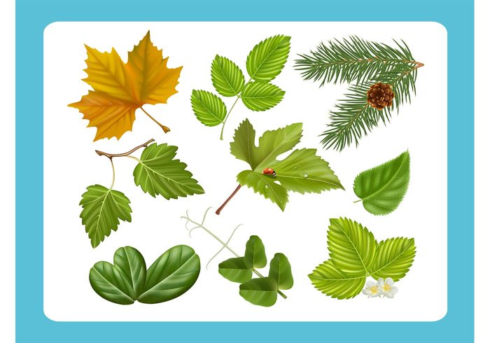 Spring leaf plants nature vector Nature footage leaves leaf Green Leaf green forest foliage ecology Design Elements 