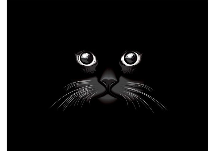 whiskers wallpaper shiny reflection pet kitty fur fly face eyes detailed dark artistic animal 