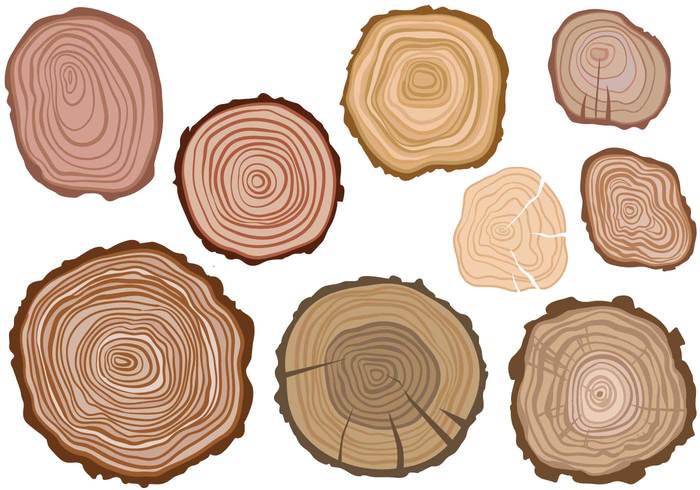 woods wood trunk tree rings tree section ring nature lumber forest firewood cut 