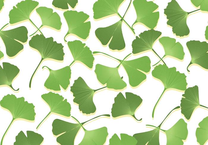 tree plant nature medicine medicinal leaf isolated homeopathic herbal Herb Healthy healthcare green ginko leaf ginko background ginko ginkgo Gingko ginco foliage drop dewy dewdrop dew color close-up botany biloba background ayurveda Asian anti-oxidant 