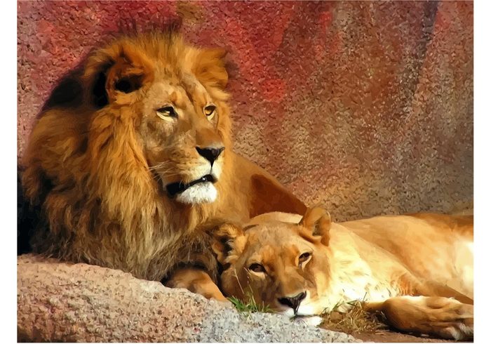 wildlife vector resting Male lion lions lioness lion jungle image female lion couple animals  