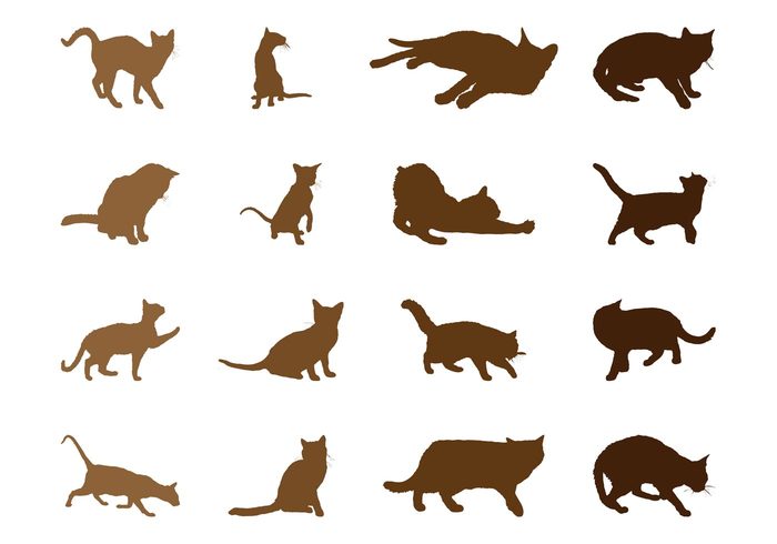 whiskers tail silhouettes silhouette rest play pet Kittens kitten cats cat breed animals animal 