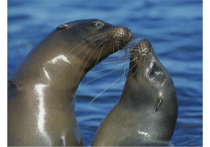 wildlife wallpapers vector sea lions sea ocean marine Mammals lions kissing image animals 