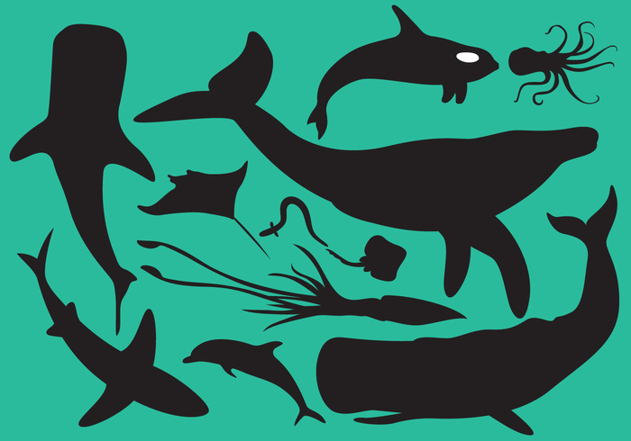 whale underwater backgrounds underwater background underwater tail swimming Stingray starfish squid silhouette shark seafood Sea Turtles sea animals sea octopus ocean lobster jellyfish isolated fishing fish fin eel dolphin crayfish crab cartoon 