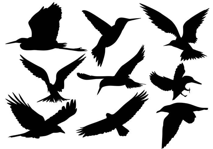 wildlife wilderness wild spring sky silhouette pigeon Outdoor nature mid-air life isolated flying bird silhouettes flying bird silhouette Flying bird fly flight crow bird silhouettes bird silhouette bird animal 