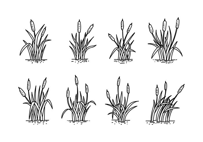 wild white water templates swamp rushes riverside river reeds pond plant nature lake isolated illustration flora elements design cattails vector cattails black bank background 