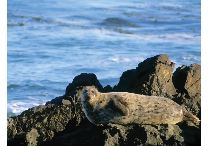 wildlife travel Sunbathing Sealion seal Sea lion sea rock Relaxation peaceful Outdoor ocean marine Galapagos fin ecology beach bay animal 