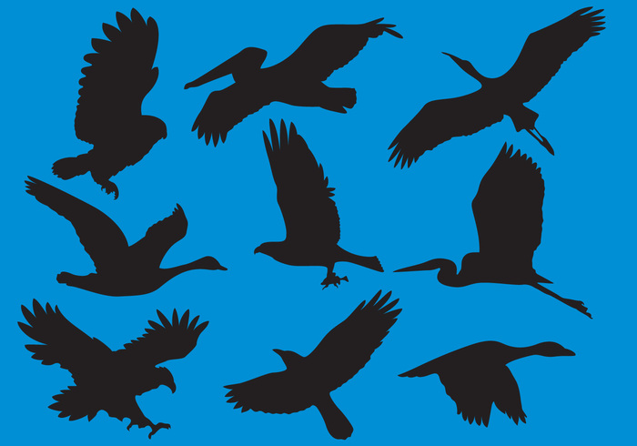 wildlife urbicum silhouette Pelican owl nature isolated heron flying bird silhouettes flying bird silhouette flying flight eagle duck common birds silhouette birds bird silhouette bird animal silhouette 