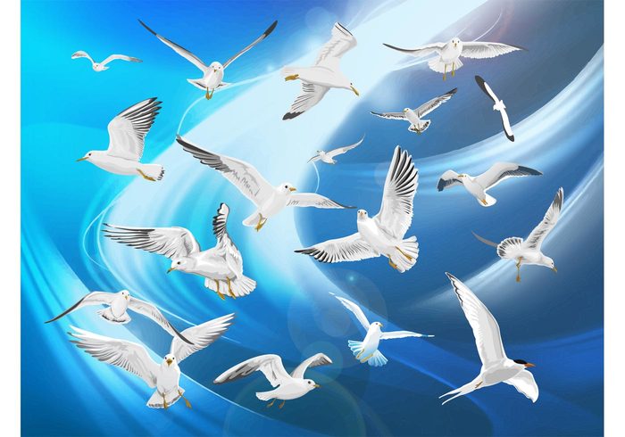 wings wind wildlife wild sky seagull Seabird sea ocean nature high gull Gliding fly flight feather bird animal 