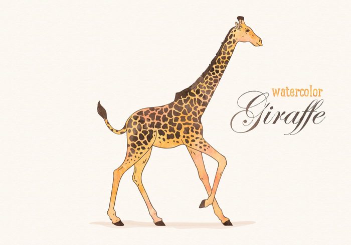 Zoo wildlife wild watercolour watercolor vector travel texture sketch safari realistic pencil Neck nature mammal long isolated illustration graphic giraffe print giraffe exotic drawing camelopardalis background art animal african africa  