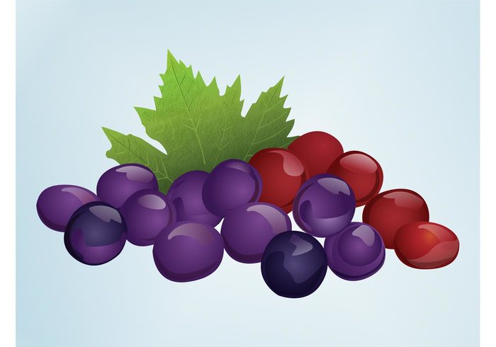 wine vitamins shiny realistic leaves leaf juice Healthy Grapes vector fruit drink Diet detailed bunch beverage alcohol 