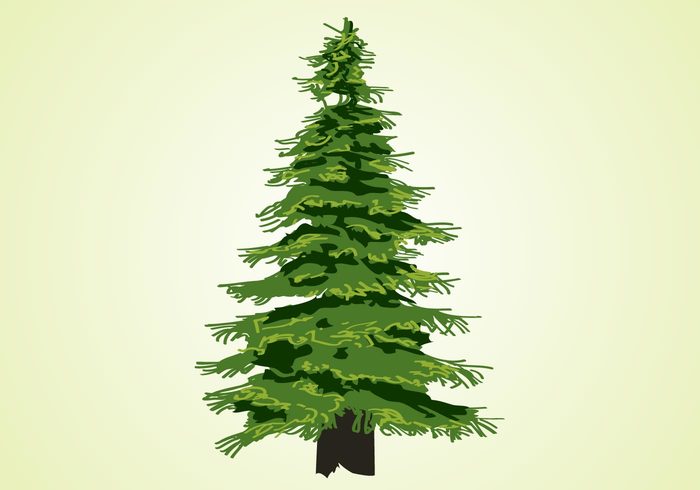 trunk tree pine needles nature leaves forest flora fir evergreen christmas tree 