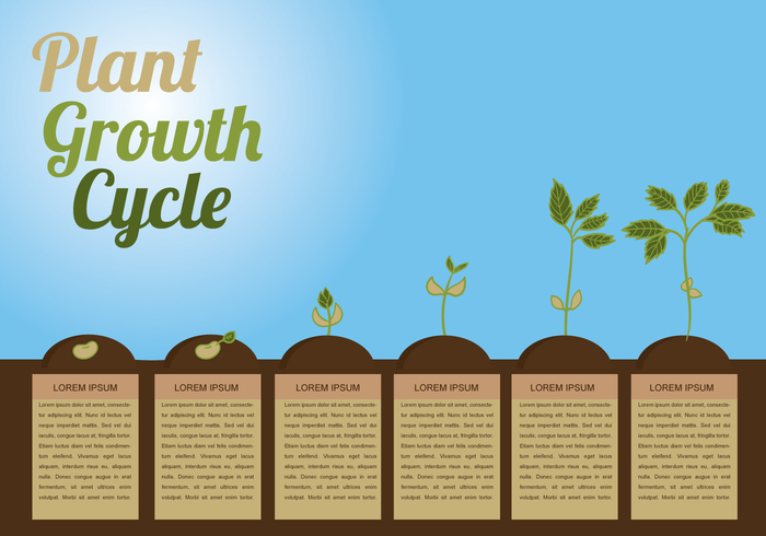 vegetable vector tree seedling seed progress produce potting plant growth cycle plant phases nature life land infographic illustration growth green gardening garden cycle circle can bud brown background apple 