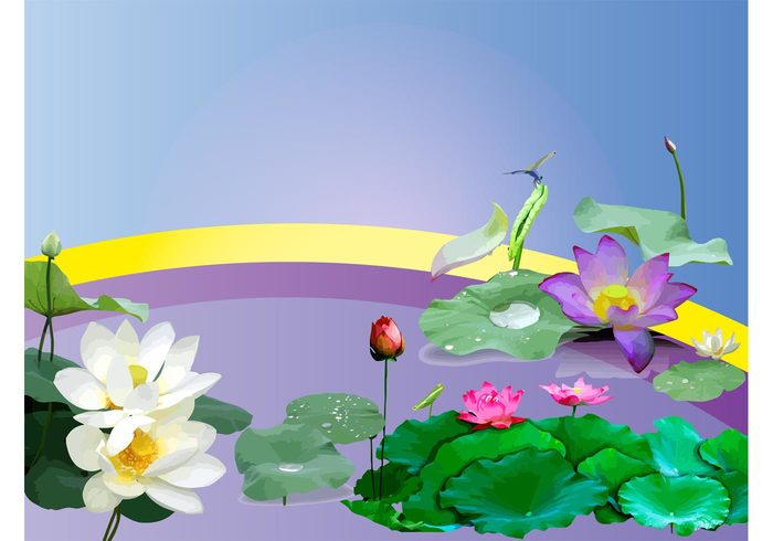 zen water lily tranquility Serenity Relaxation pond petals lotus lilies leaves lake garden flowers floral dragonfly calm blossom blooming Aquatic 
