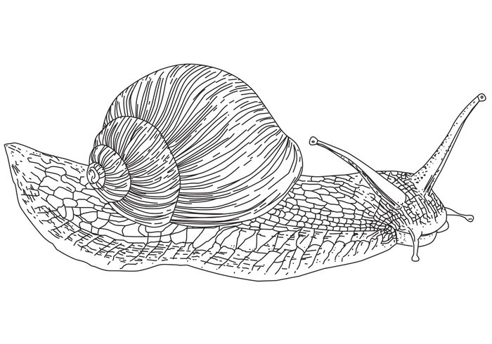 snail animal 
