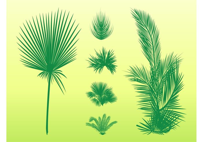 tropical silhouettes silhouette palm tree Palm leaf palm nature leaves leaf flora exotic evergreen 