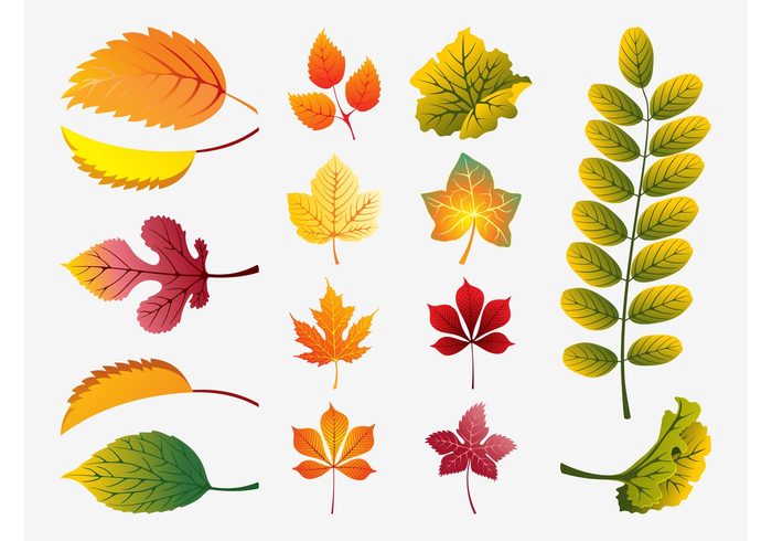 tree Stems seasonal season plant nature leaves leaf Fall Deciduous trees colorful autumn 