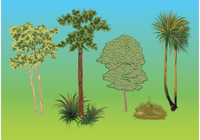 vegetation trees Tree vectors plants park palm tree palm outside outdoors growth grow garden forest 