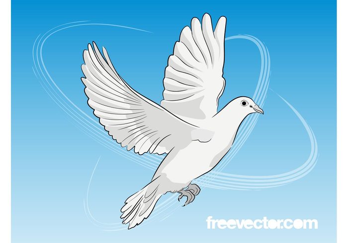 wings pigeon peace Ornithology nature flying fly fauna dove bird animal 