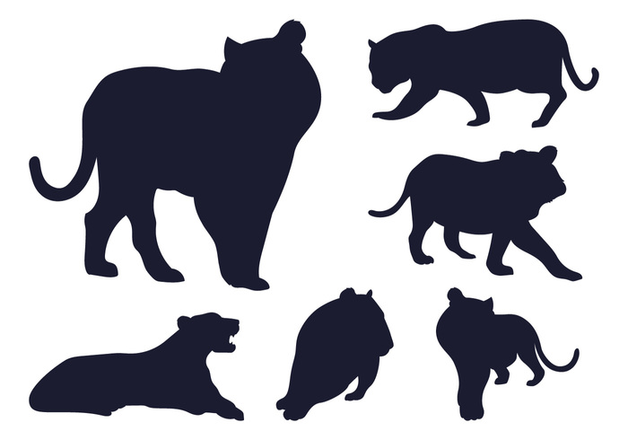 wildlife wild animal tigers tiger silhoeuttes tiger shilouette tiger shilouette mamalia Jaws fur Claw Canine Big cat animal silhouette animal 