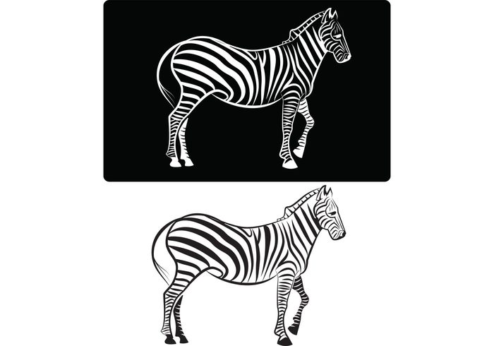 zebra horse animal africa 