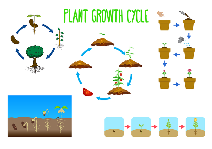 stem seedling seed process plantation plant growth cycle plant nature life leaf growth grow green garden cycle botany agriculture 