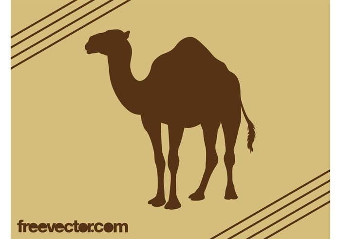 tail One humped camel nature Hump fauna dromedary Domesticated animal desert camel animal 