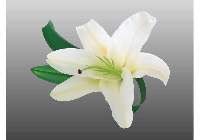 spring realistic plant petals nature lily leaves flower flora detailed blossom bloom 