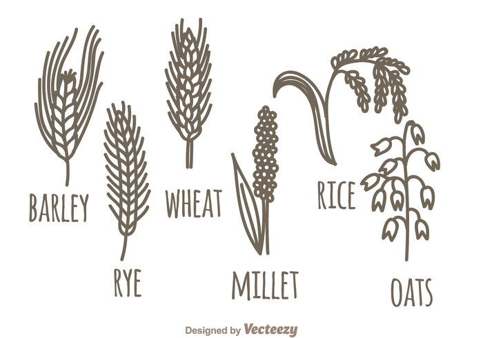 wheat Rye plant organic oats oat nature Millet hervest garden cereal barley agriculture 