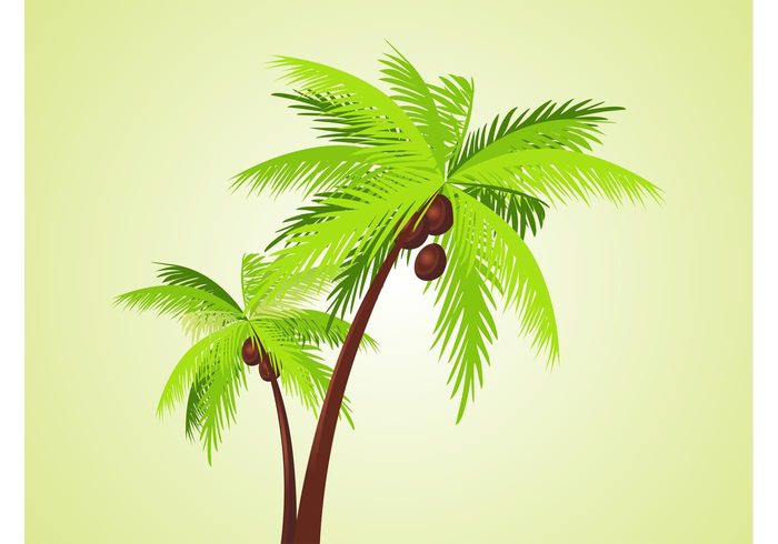 vacation trunks tropical trees palms nuts leaves holiday flora exotic coconuts 