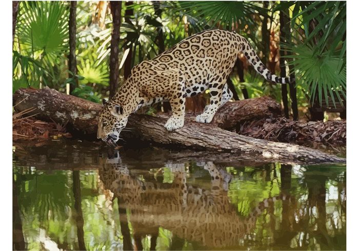 wildlife vector speed river print predator jaguar image hunter fast elegant drinking animal  