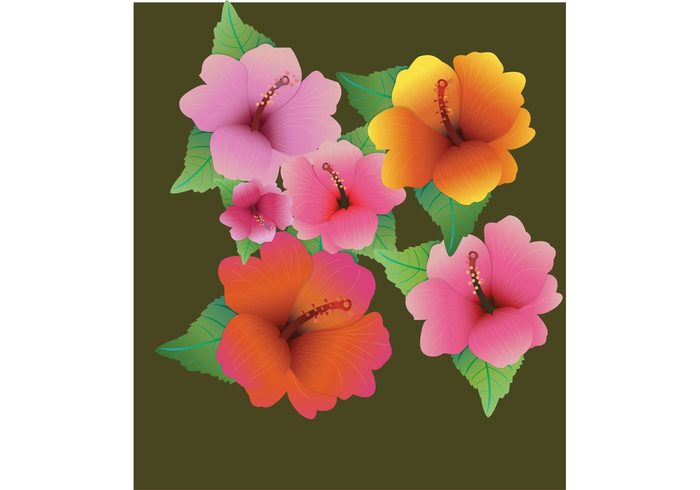 nature hibiscus flower vector flower floral 
