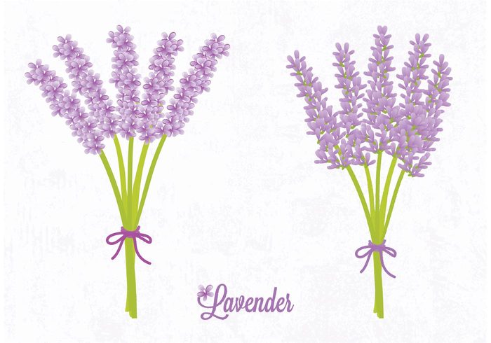 vector summer stem ribbon purple plant petal nature leaf lavender flower Lavender isolated illustration herbal Herb green gardening Fragrance foliage flower bunch bow bouquet blossom Backgrounds art abstract 