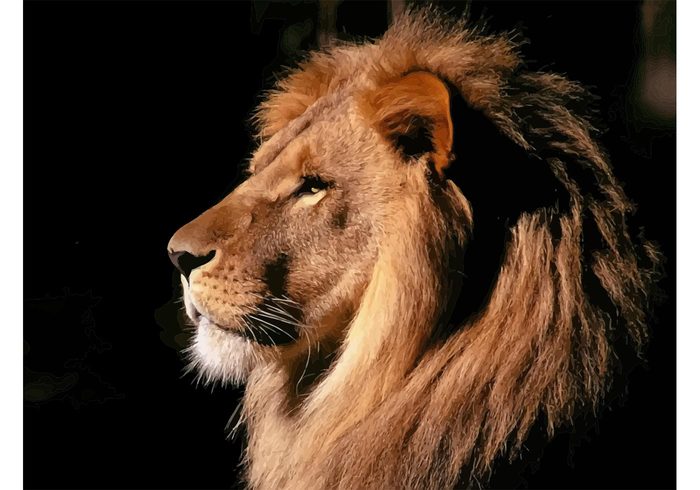 strong Pride manes Male pride lions lion head lion King of the jungle Healthy Dangerous close-up 