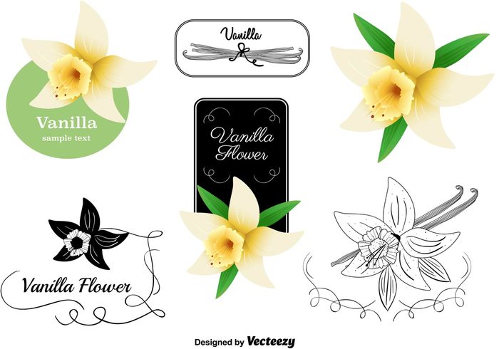 vanilla spice vanilla pod vanilla flowers vanilla flower vanilla spices Spice pod plant nature leaf Herb flowers flavour aromatic 