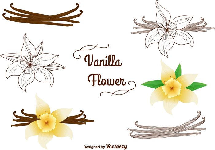 vanilla pods vanilla pod vanilla flowers vanilla flower vanilla spices Spice pod plant nature leaf Herb flowers floral flavour aromatic 